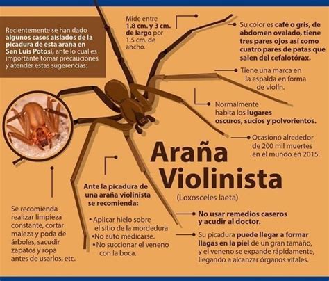 Araña Violinista Picadura Sintomas Arana Violinista Caracteristicas Imagenes Y Sintomas De