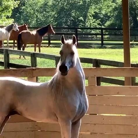 Pin de Marius em Arabian Horses Vídeo Cavalos bonitos Cavalos