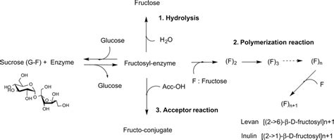 Schematic Diagram Of Hydrolysis And Transfructosylation Reactions