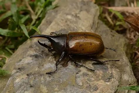 Beetle - Facts, Size, Diet, Pictures - All Animal Facts