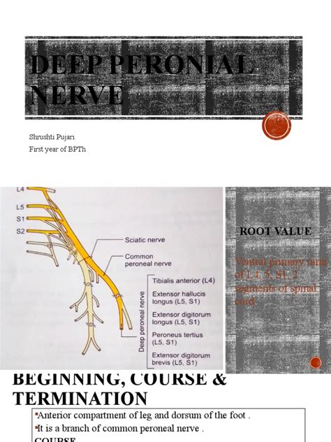 Deep Peroneal Nerve | PDF