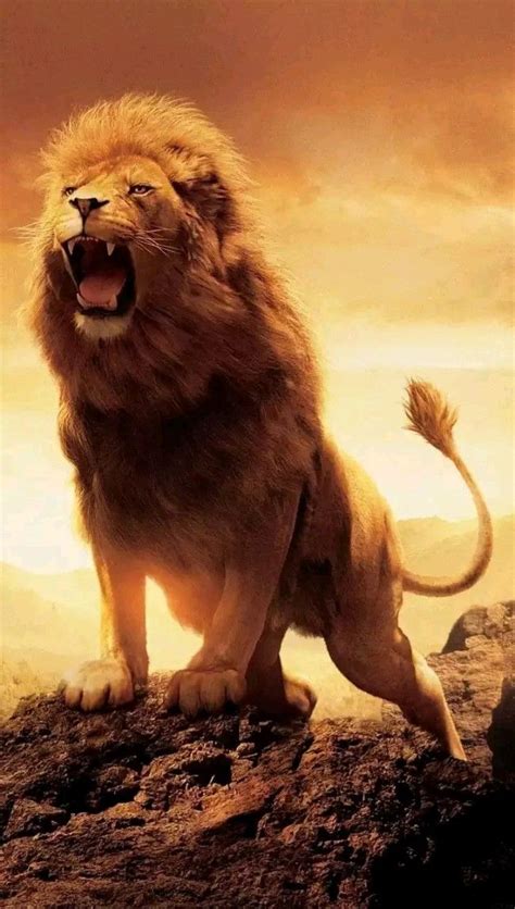 Pin By Rj Ridoy On Pins By You Lion Lion Wallpaper Narnia