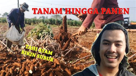 Cara Budidaya Singkong Dari Tanam Hingga Panen Youtube