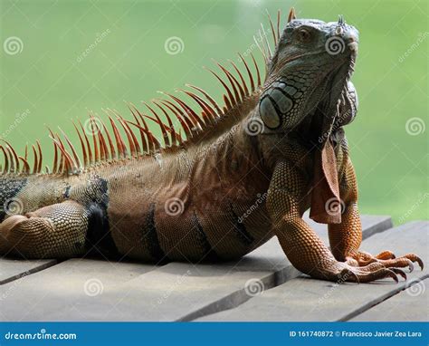 Iguana, Tropical Climate Animal With Scaly Skin In Green Colors Stock ...