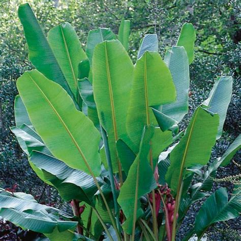 Musa Basjoo Banana Trees Live Cold Hardy Tropical Plant Etsy