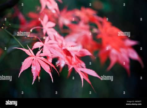 Autumn Fall colour Acer palmatum variety Bloodgood Stock Photo - Alamy