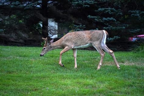 White Tail Deer Portrait Near The Houses In New York State County