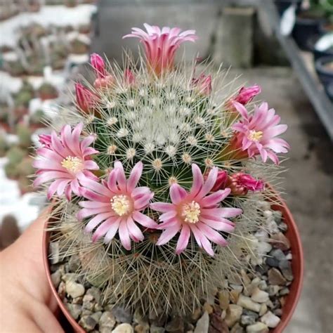 Mammillaria Spinosissima V Flavida Uhlig Kakteen M S Que