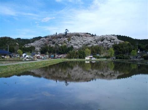 那須塩原・那須エリア 栃木のお花見・桜の名所特集2024 栃ナビ！