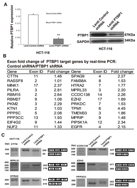 PTBP1 Regulates Levels Of MRNA And Alternative Splicing In HCT 116