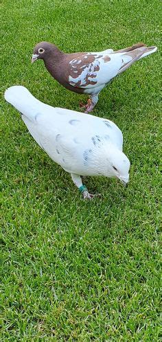 900 Ideias De Pigeons Em 2023 Pombo Correio Pomba Pombo