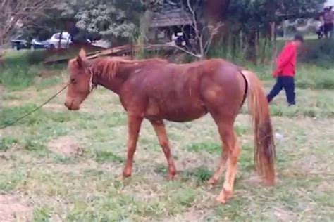 Vídeo Cavalo amarrado em árvore fica descontrolado ao ser atacado por