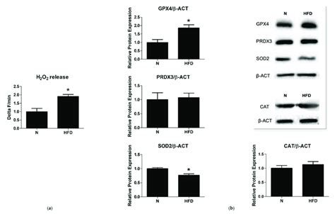 Mitochondrial H 2 O 2 Release And Antioxidant Enzymes A