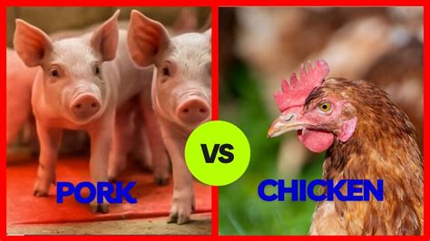 Pork Vs Chicken Which Is The Best Meat Youtube