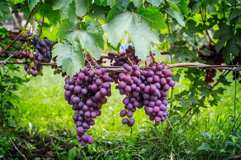 Racimos de uvas moradas en la vid en el jardín uvas jugosas maduras