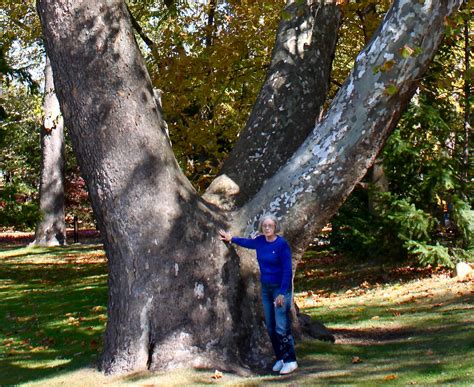 The Sycamore Tree And The Indian Legend Of Notre Dame University