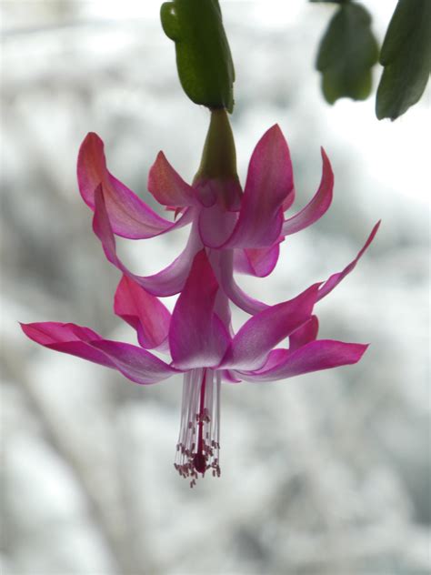 Christmas Cactus By Woffantasydragon On Deviantart