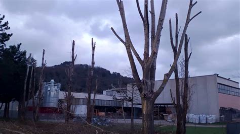 Alberi Tagliati A Capraia E Limite