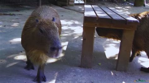 Are Capybaras Dangerous