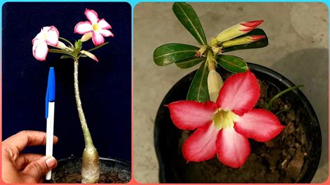 How To Make Your Small Adenium Seedlings Flower Vigorously Gardening Tips And Treats Adenium