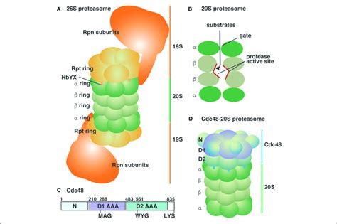 Schematic Representation Of Atp Powered Proteolysis Machines In The Download Scientific