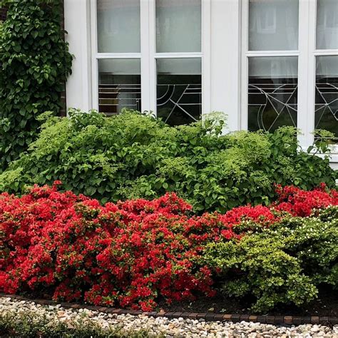 Azalia Hot Shot Variegata Internetowy Sklep Ogrodniczy Podkarpackie Sady