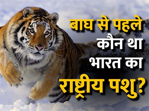 National Animal Of India Before Tiger Symbols Amazing Facts Video In
