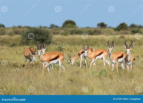 Springbok Antelopes in Natural Habitat - South Africa Stock Photo ...