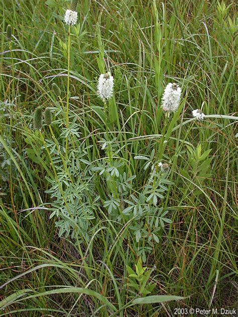 Dalea candida (White Prairie Clover): Minnesota Wildflowers