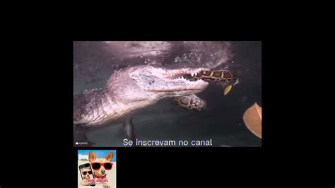 Crocodilo Ataca Sucuri E Se Da Mal Youtube