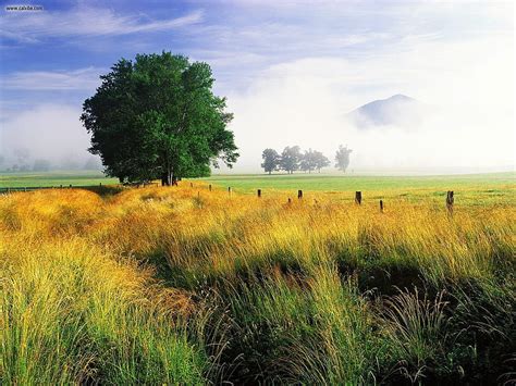 Nature Wispy Field And Single White Oak Cades Cove Great Smoky