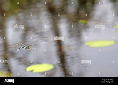 Great Royal Dragonfly Anax Imperator Over Waters Stock Photo Alamy