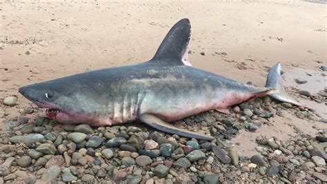 3 Metre Shark Beached In Cape Breton Cbc News