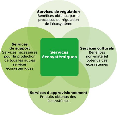 Les Services écosystémiques De La Ville De Tallinn Les Réussites Et