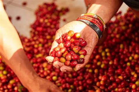 Cara Pembibitan Kopi Robusta Dengan Metode Vegetatif Kopikita