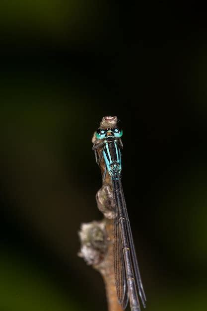 Donzela de cauda azul sentado em um galho fotografia macro de libélula