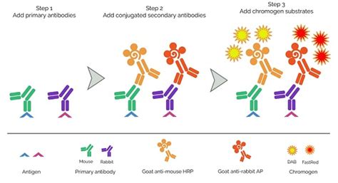 Ihc Considerations For Antibody Selection Multiplexing