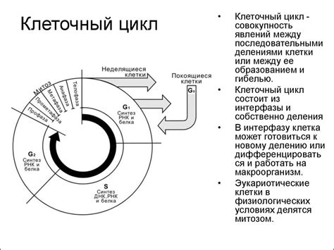 Клеточный цикл. Митоз. Стволовые клетки. Понятие о детерминации и ...