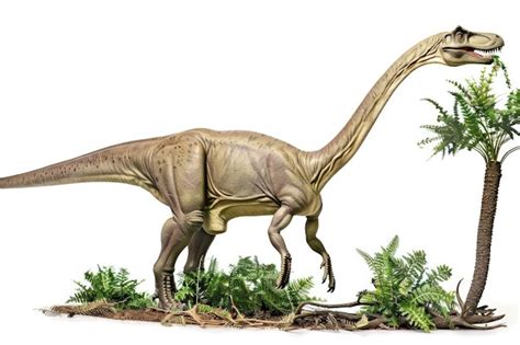 El Dinosaurio De Cuello Largo Come Plantas Brontosaurus En Forma De Estilo Clásico Sobre Fondo