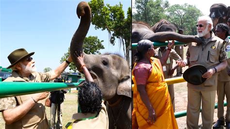 Pm Modi Visuals At Majestic Elephants At Mudumalai Pm Modi Latest