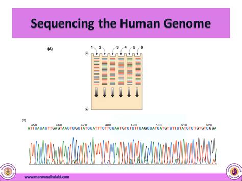 Human Genome Ppt