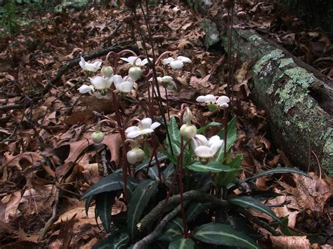 Spotted Wintergreen Native Wildflower Spotted Wintergreen Flickr