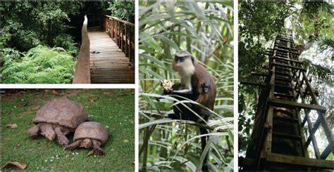 The Extraordinary Sights In The Lekki Conservation Centre Guide To