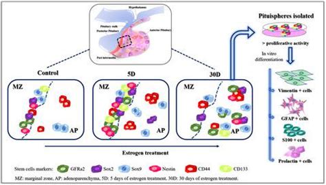 实验性垂体肿瘤发展过程中干细胞生态位的变化 Journal of Neuroendocrinology X MOL