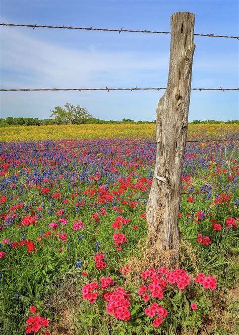 Wildflower Rainbow Photograph By Michael Wayne Barnett Fine Art America