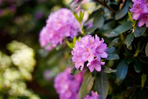 Arbusto De Rododendros Stock Photos Royalty Free Arbusto De