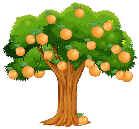 Free Vector | Orange tree isolated on white background