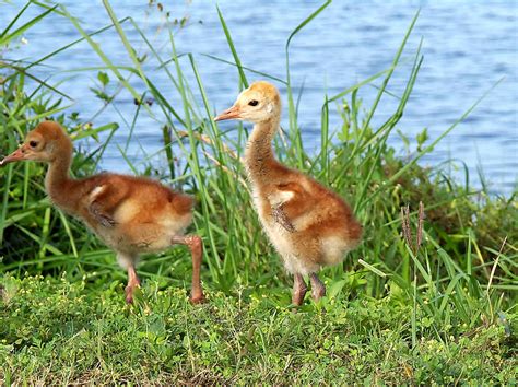 Yesteryear's Baby Sandhill Crane Photograph by Chris Mercer