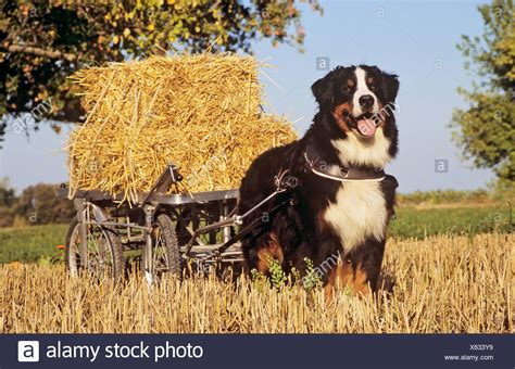 Bernese Mountain Dog Pulling Cart High Resolution Stock Photography And