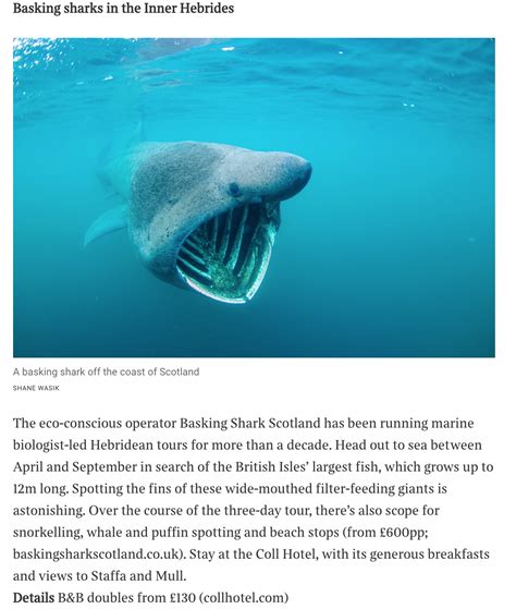 Times Travel Basking Sharks Of The Inner Hebrides Basking Shark